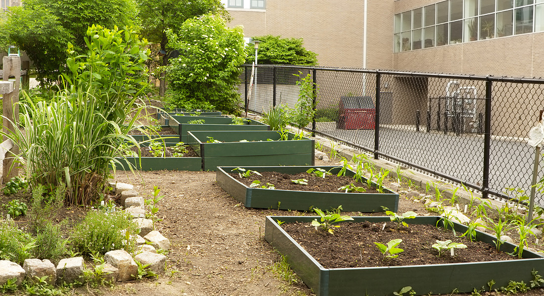 Spazi verdi a scuola, il giardinaggio con gli alunni è una delle tendenze anche in Italia ph.youngvet iStoc. © Ansa