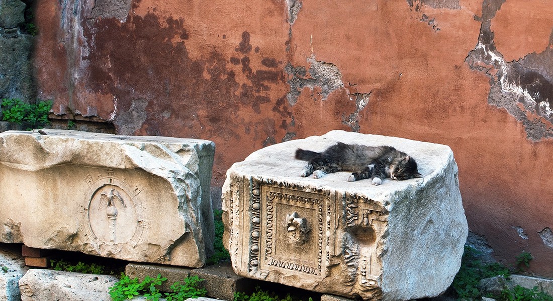 Un gatto si riposa al foro di Traiano a Roma foto Shutterwolf iStock. © Ansa