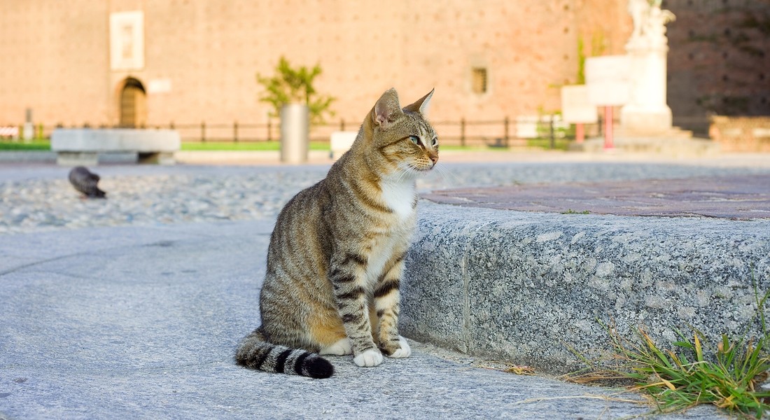 Un gatto a Milano foto benedek iStock. © Ansa