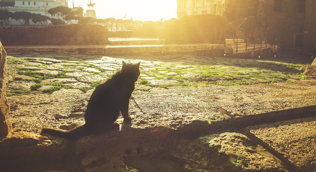 Un gatto a Roma al foro di Traiano foto iStock. © Ansa