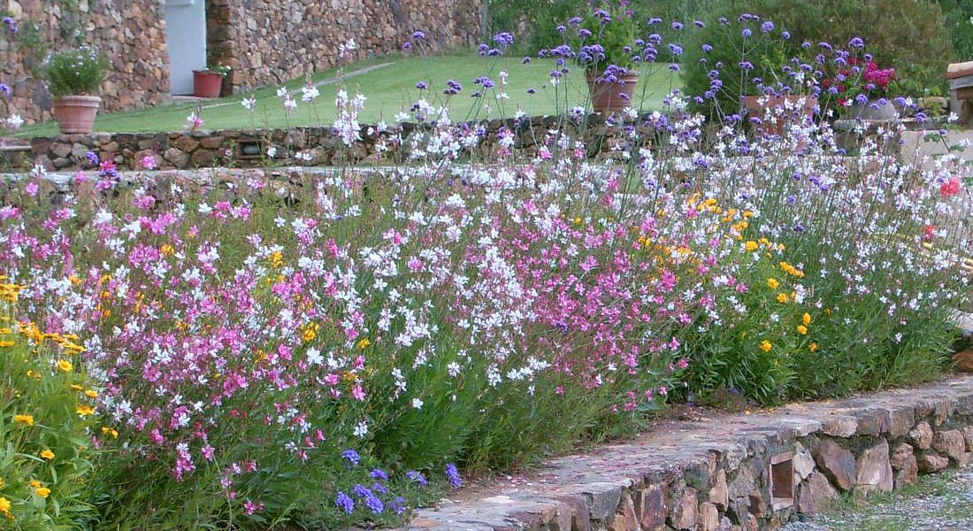 Giardini odorosi (foto vivaio La Parrina) © Ansa