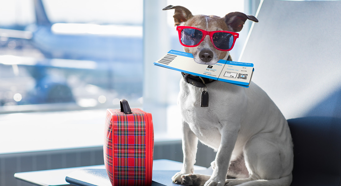 Animali in vacanza, come farli sentire a casa, 8 suggerimenti utili - Pets - ANSA.it