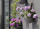 gerani , foto courtesy Pelargonium for Europe (ANSA)