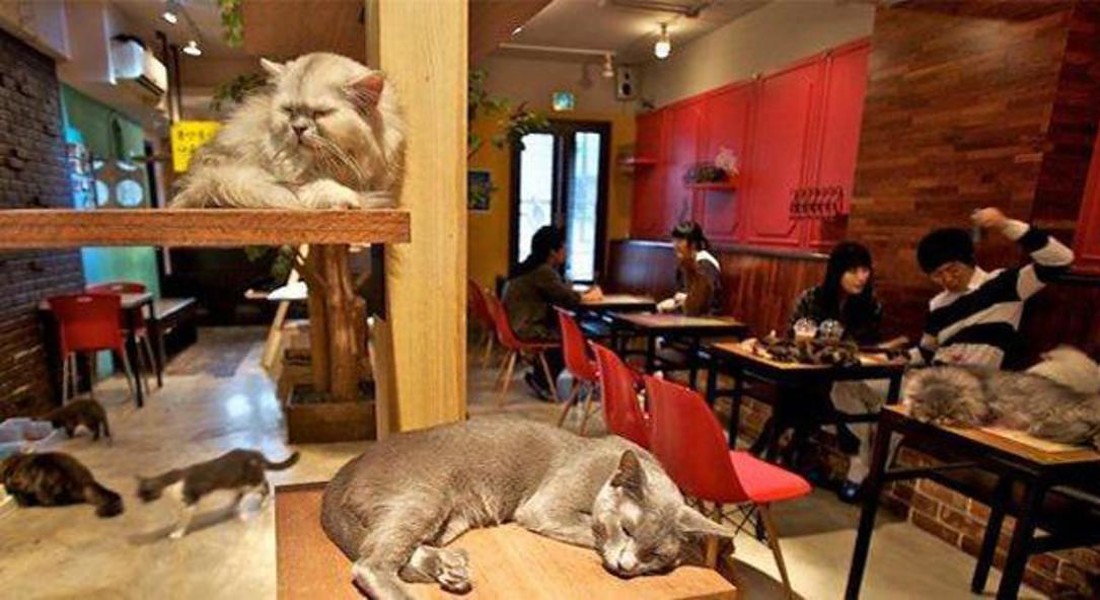 Cat cafe' a Torino, il primo in Italia © ANSA