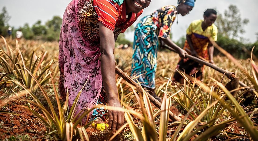 Ayinkamiye Josepha (left) works on the Tuzamurane cooperative pineapple farm in Eastern Rwanda,Kirehe District. ANSA/Aurelie Marrier d'Unienville/Oxfam © ANSA