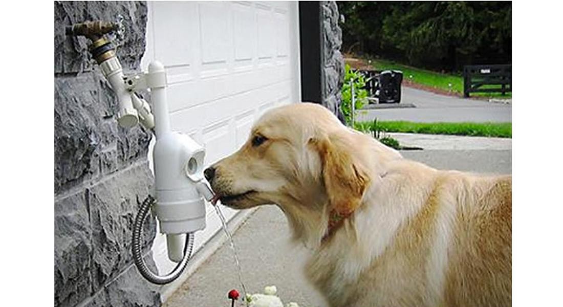 waterdog-automatic-pet-drinking-fountain © ANSA