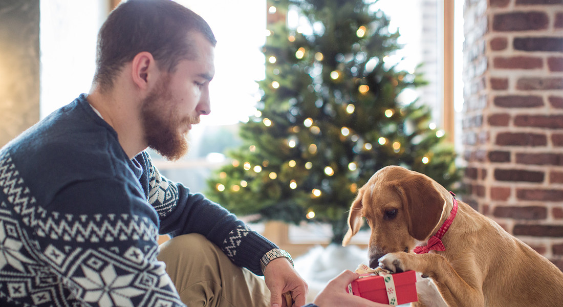 un cane riceve il suo regalo di Natale foto svetikd iStock. © Ansa