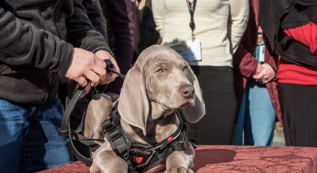 Boston's Museum of Fine Arts introduced its newest employee, Riley, a bug-sniffing puppy (from Abc News) © Ansa