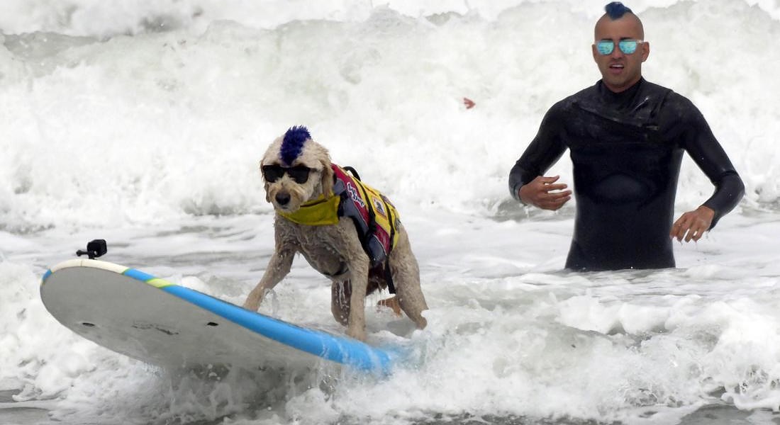 World Dog Surfing Championships © EPA