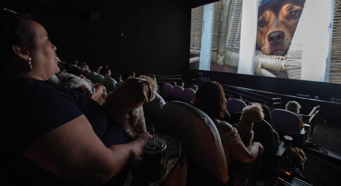 Per l'anteprima del film A Dog's Way Home i cinema brasiliani hanno aperto le porte anche agli spettatori a 4 zampe © EPA