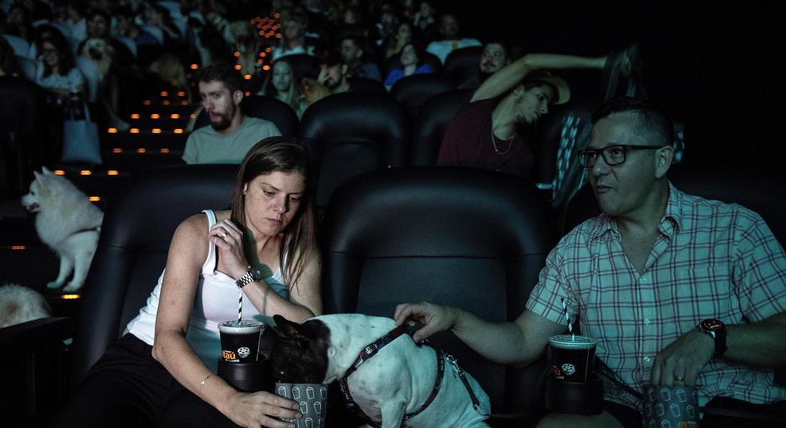 Per l'anteprima del film A Dog's Way Home i cinema brasiliani hanno aperto le porte anche agli spettatori a 4 zampe © EPA