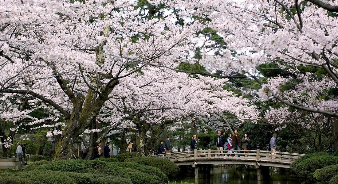 Ciliegi in fiore in Giappone © ANSA