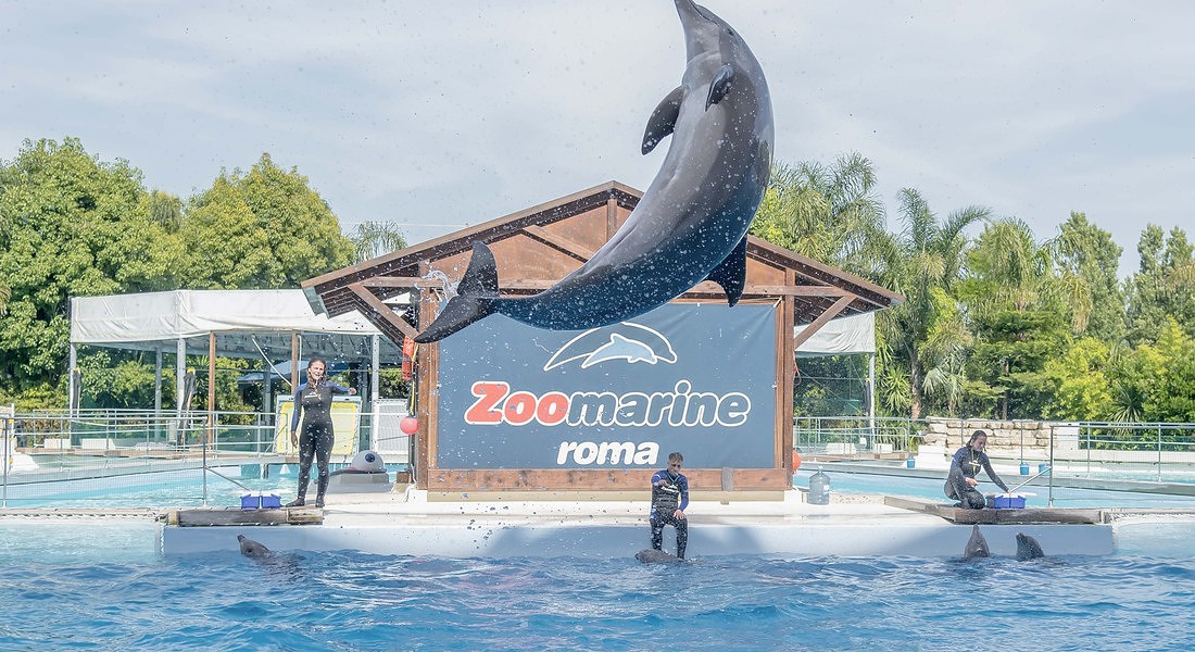 I delfini di Zoomarine © Ansa