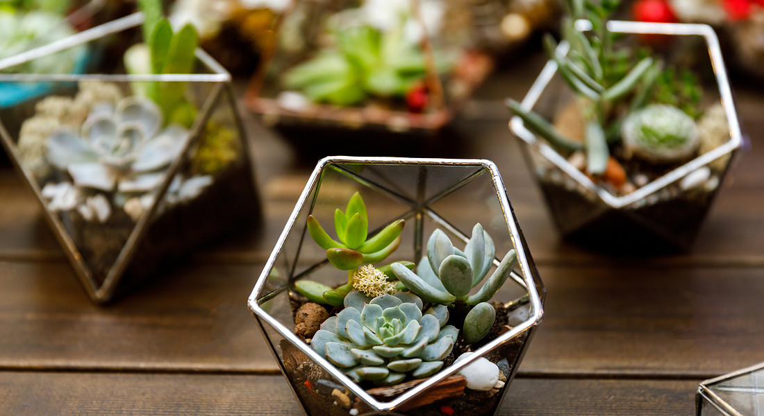 Un terrarium con piante grasse succulente in contenitori di vetro foto iStock. © Ansa