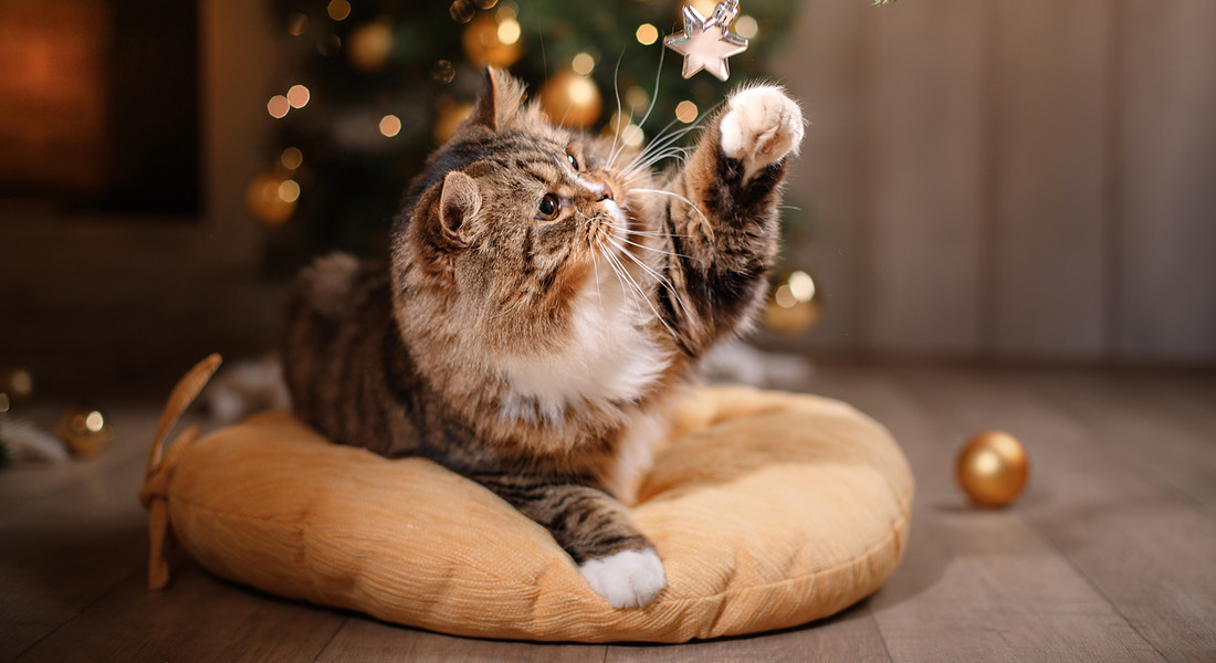 Le palle dell'albero di Natale, una grande tentazione per i gatti foto iStock. © Ansa