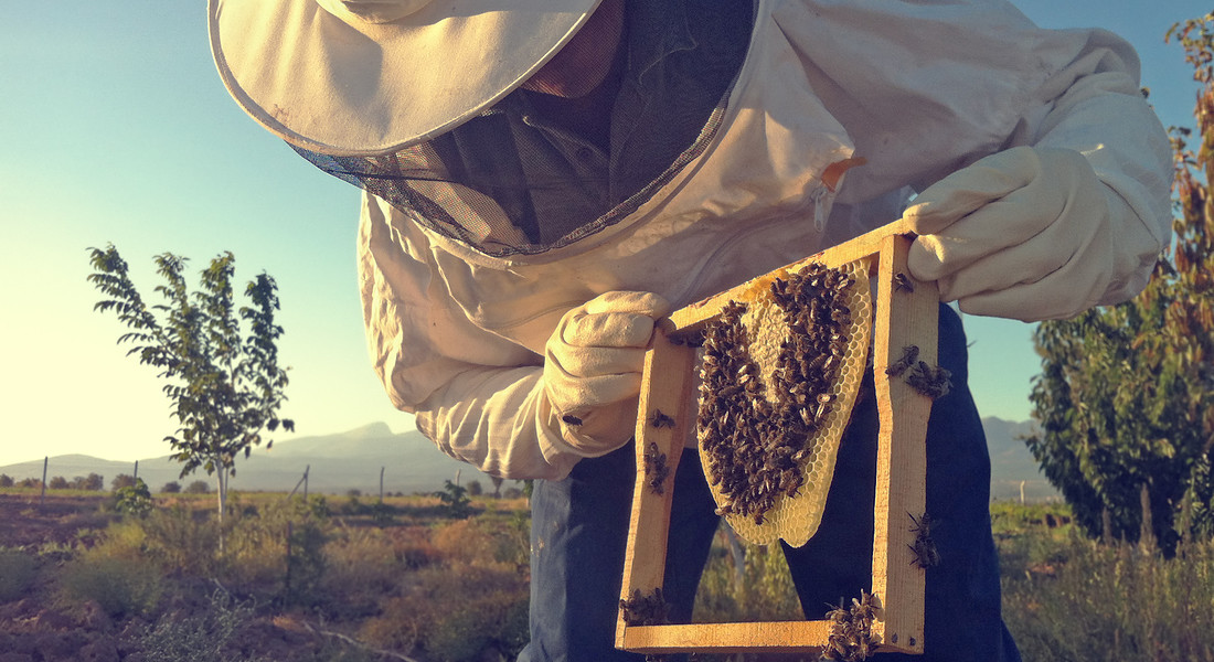 coltivatore di api foto iStock. © Ansa