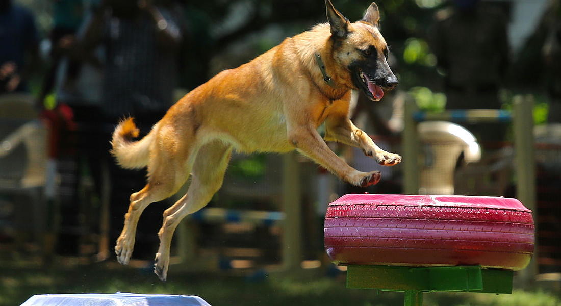 Dog Activity Park for Police Dog Squad in Bangalore © EPA