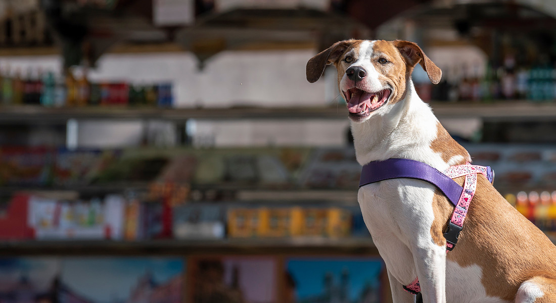 Nastro per il guinzaglio in Pet riciclato (Morso, il brand italiano di accessori per cani) - foto courtesy © Ansa