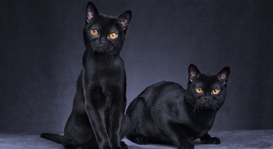 Black cats iStock. © Ansa