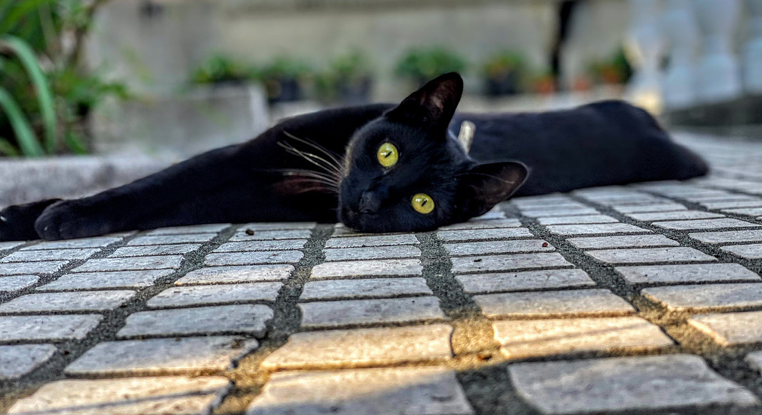 black cat iStock. © Ansa