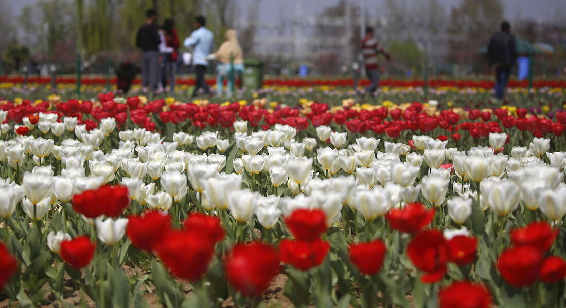 Authorities in Indian Kashmir opened the Asia�s largest Tulip Garden for visitors © EPA