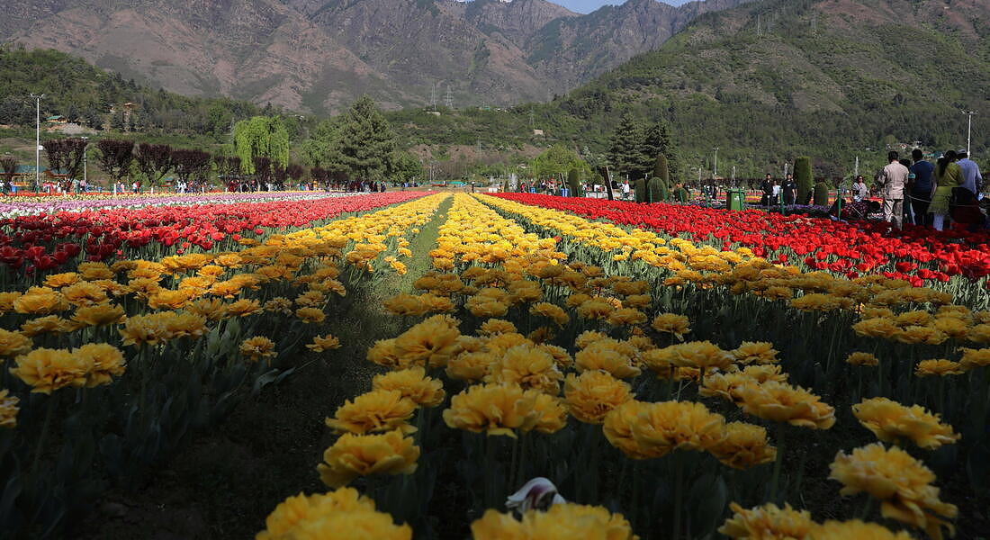 Tulip Garden in Srinagar © EPA