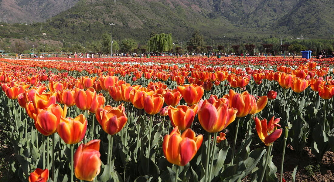 Tulip Garden in Srinagar © EPA