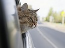 gatto in viaggio foto iStock. (ANSA)