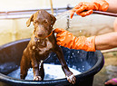 Labrador al lavaggio foto iStock. (ANSA)