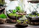 Esempi di terrarium foto iStock. (ANSA)