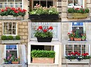 balconi fioriti con piante anti zanzare tra cui geranio e lavanda (ANSA)