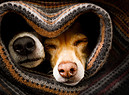 Un cuore e due cani foto iStock. (ANSA)