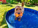 Un cane goldendoodle cerca refrigerio in piscina foto iStock. (ANSA)