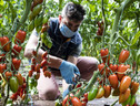 Agricoltura: Milana, Regioni Ue deluse da accordo su Pac (ANSA)