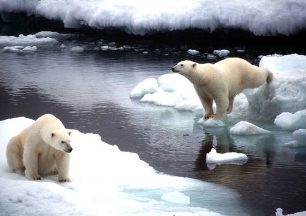 Gli orsi dell'Alaska protagonisti dei video di Google Earth © ANSA