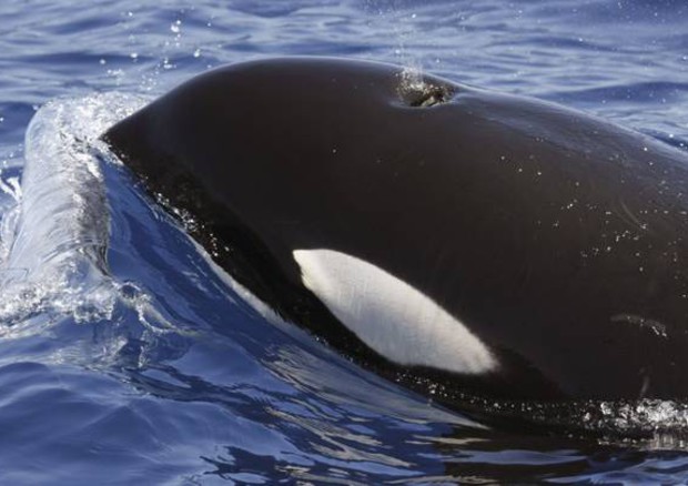 Addio a Tilikum, l'orca assassina del parco Seaworld in Usa © ANSA