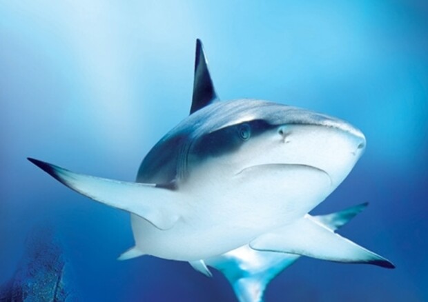 Al Oltre 70 vip chiedono regolamento salva squali © ANSA