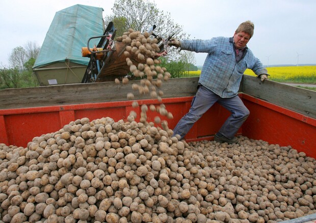 Una foto di archivio mostra il raccolto della 'patata Amflora' modificata geneticamente © ANSA 