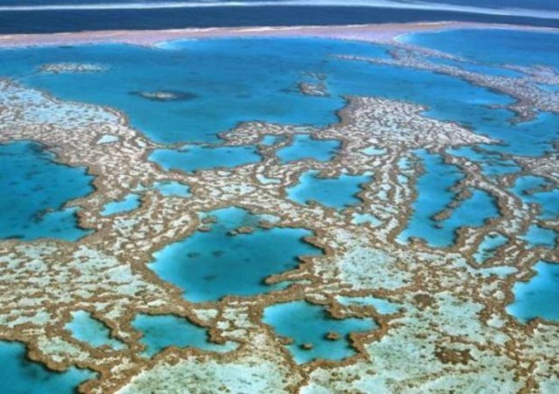 Grande Barriera Corallina rischia status patrimonio mondiale © ANSA
