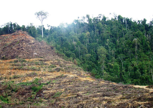Deforestazione in Malaysia, al confine con il parco nazionale Bukit Palong (fonte: William Laurance) © Ansa