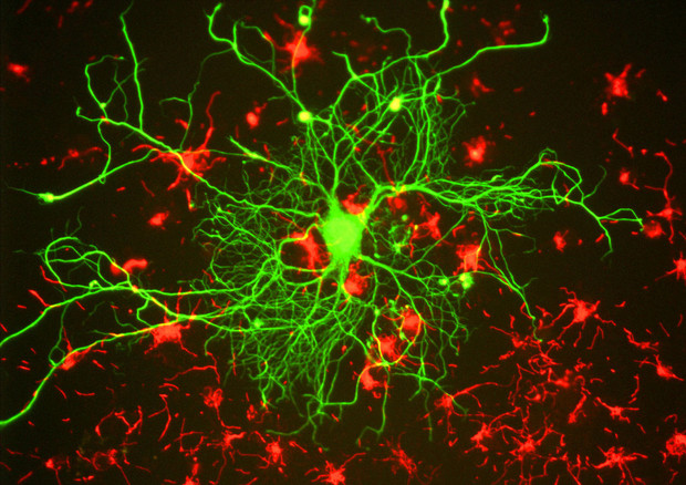 Neuroni della corteccia cerebrale (fonte: GerryShaw) © Ansa