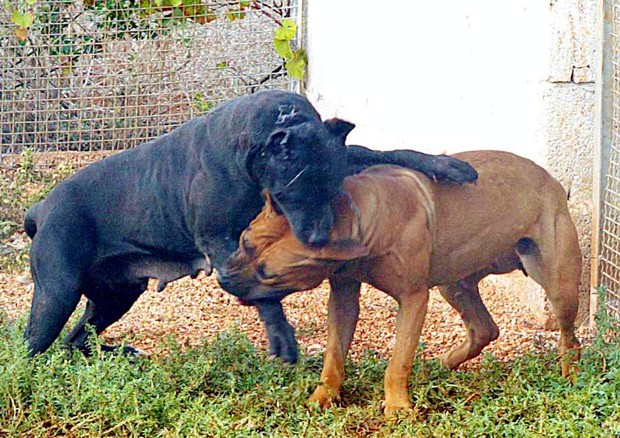 Allarme Lav, +64% sequestro cani da combattimento © ANSA 