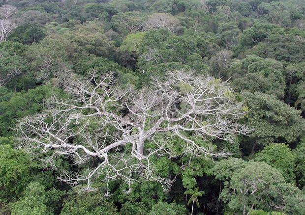 Foresta amazzonica © ANSA