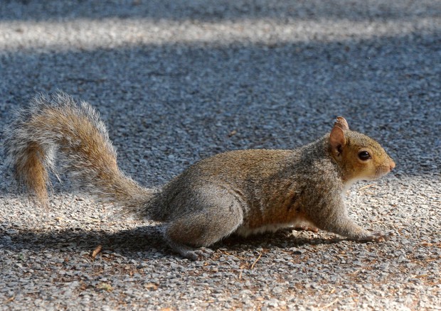 Uno scoiattolo © ANSA