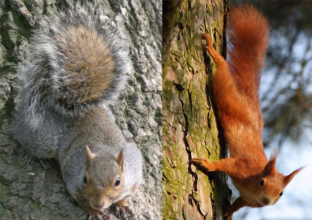 Scoiattolo grigio americano e scoiattolo rosso europeo © Ansa