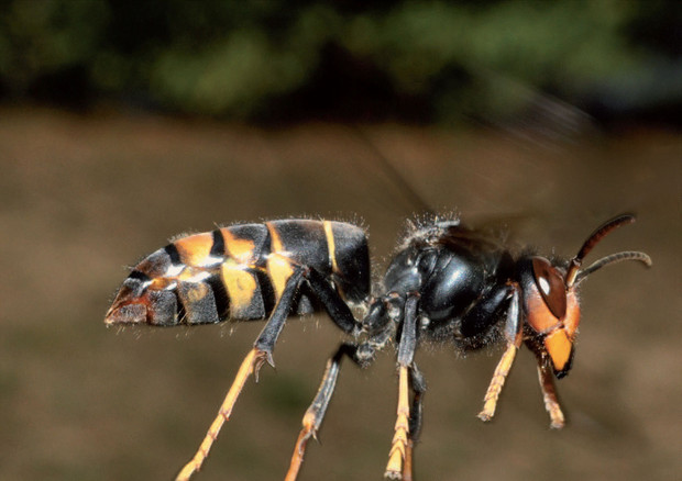 La specie invasiva 'vespa velutina' (Ispra) © ANSA