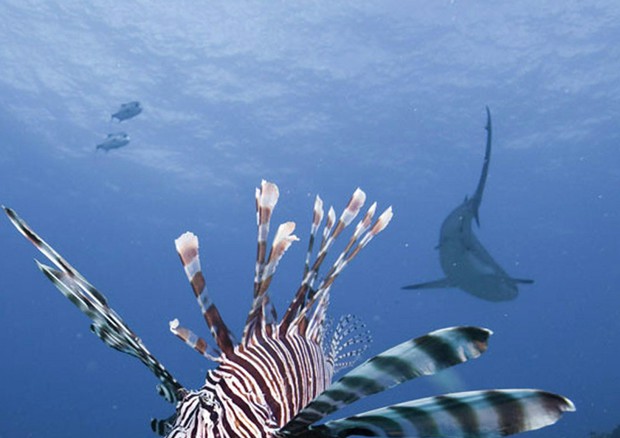 Mediterraneo a rischio invasione pesce scorpione, è velenoso © ANSA