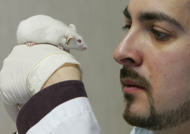 Test su animali: Bruxelles denuncia Italia a Corte © ANSA