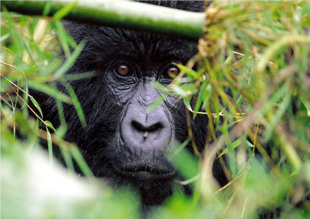 National Geographic, parco naturale Virunga a rischio © ANSA 