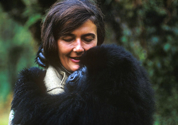 Dian Fossey con uno dei suoi gorilla © Ansa